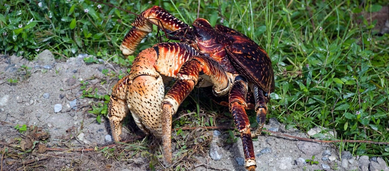 Coconut Crab: Το μεγαλύτερο είδος καβουριού στον κόσμο! (βίντεο)